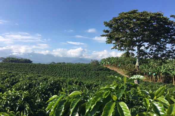 Coffee Tour La Morelia 8